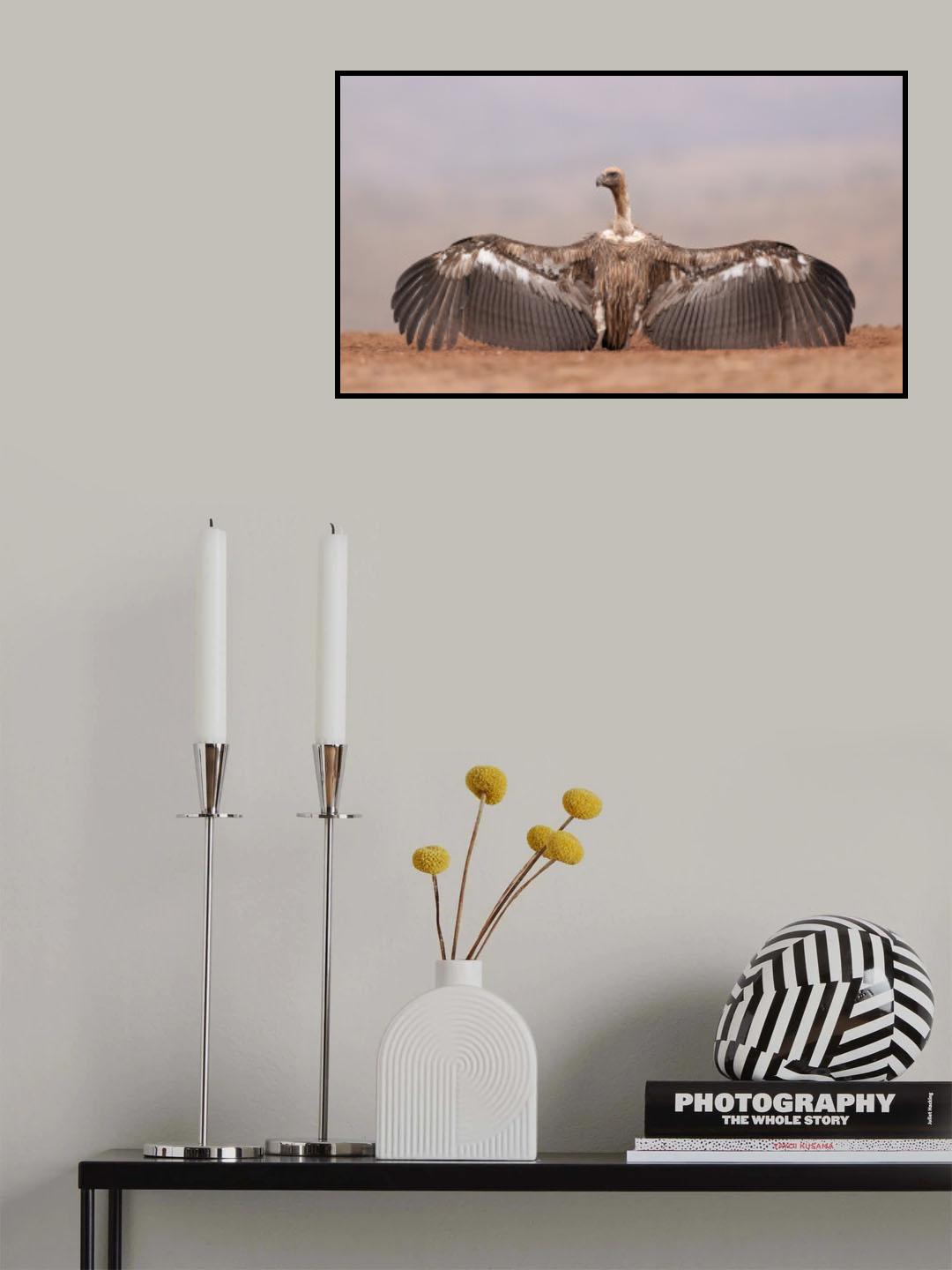 African vulture Poster och Canvastavla