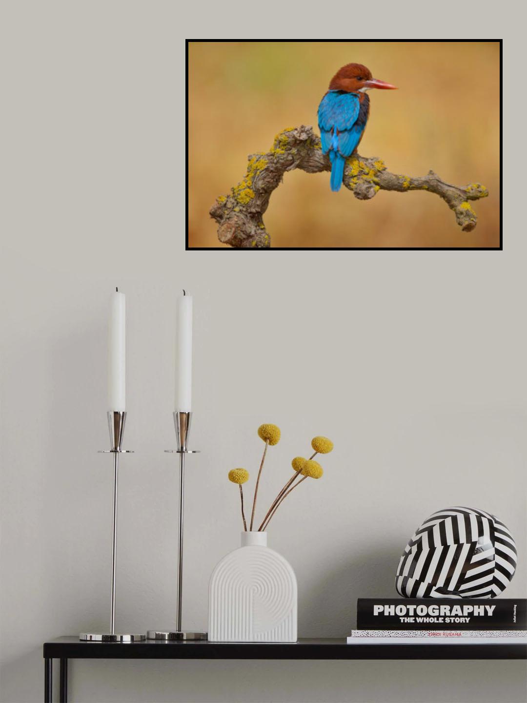 White Throated Kingfisher Poster och Canvastavla