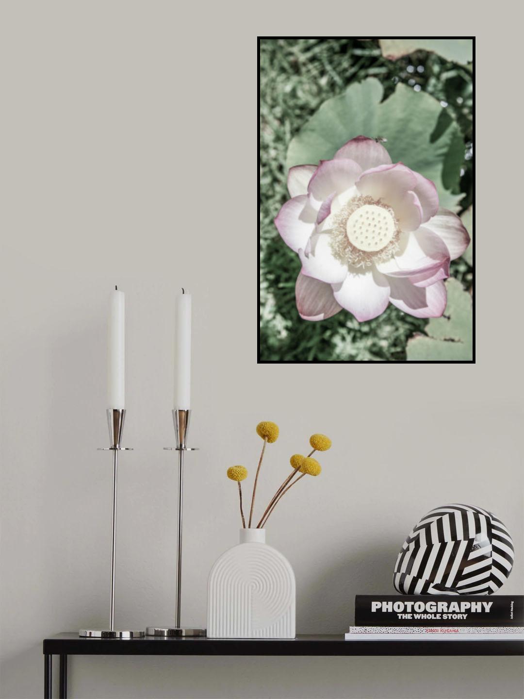 Lotus Poster och Canvastavla