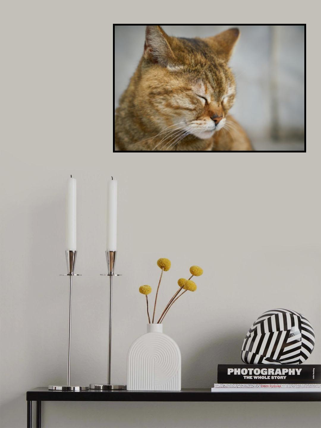 tabby cat Poster och Canvastavla