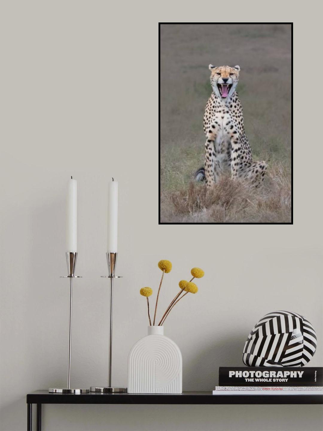 The laughing cheetah Poster och Canvastavla