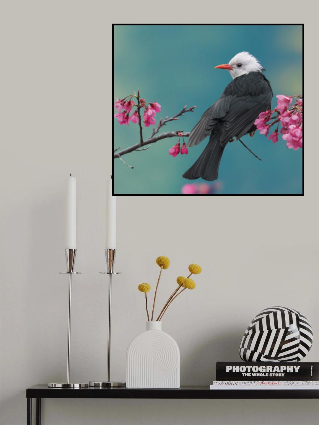 White-headed black bulbul Poster och Canvastavla