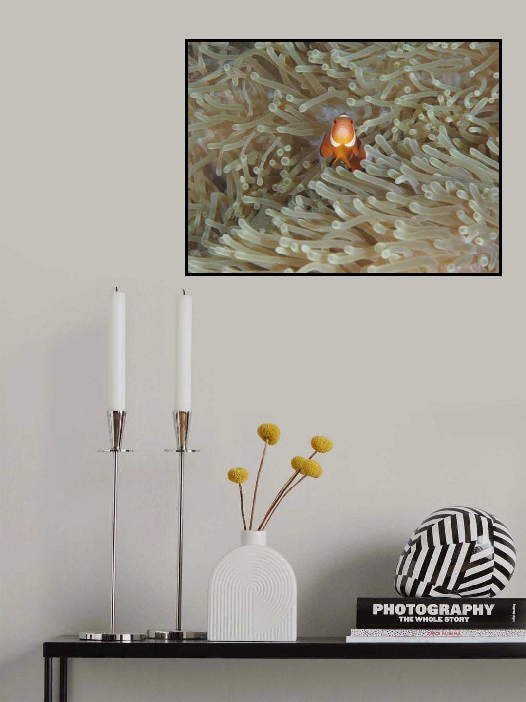 Amphiprion Ocellaris Poster och Canvastavla