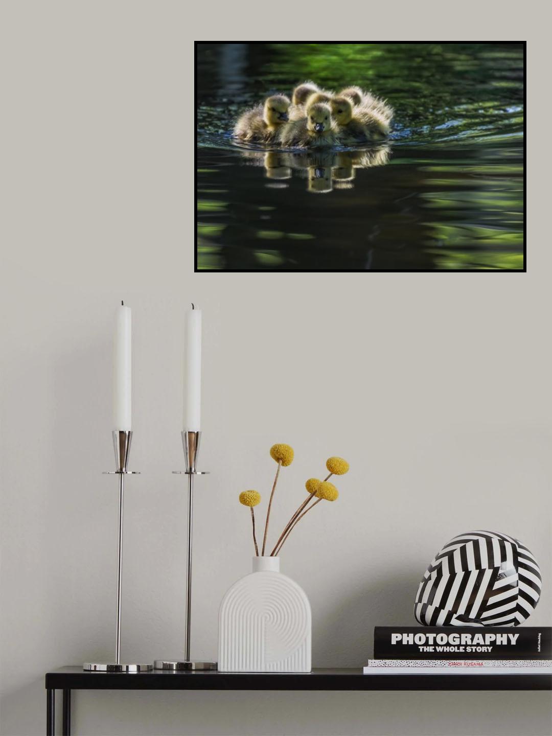 Cute Baby Canada Geese Poster och Canvastavla