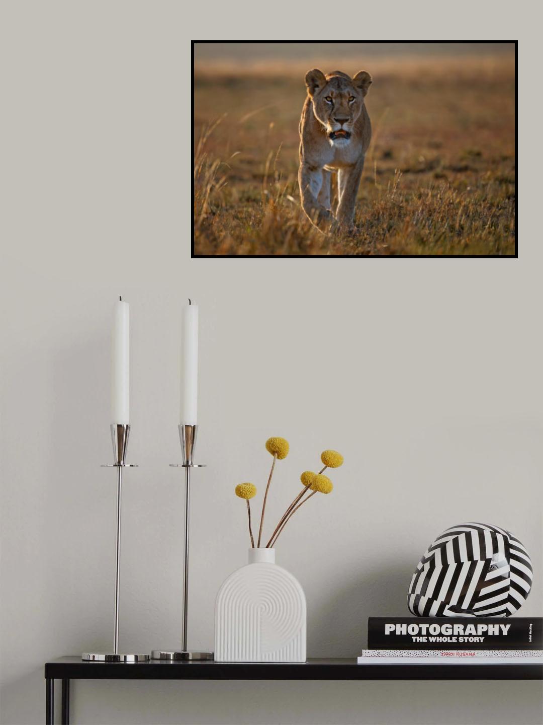 Lioness on the prowl Poster och Canvastavla