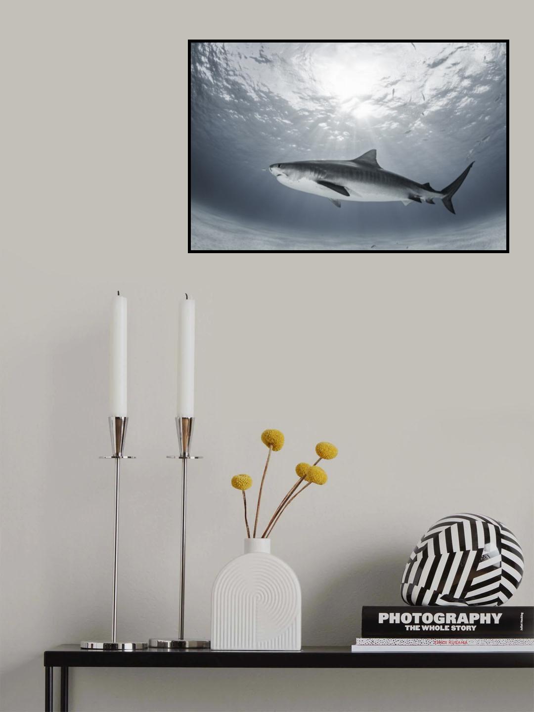 Tiger Rays Poster och Canvastavla