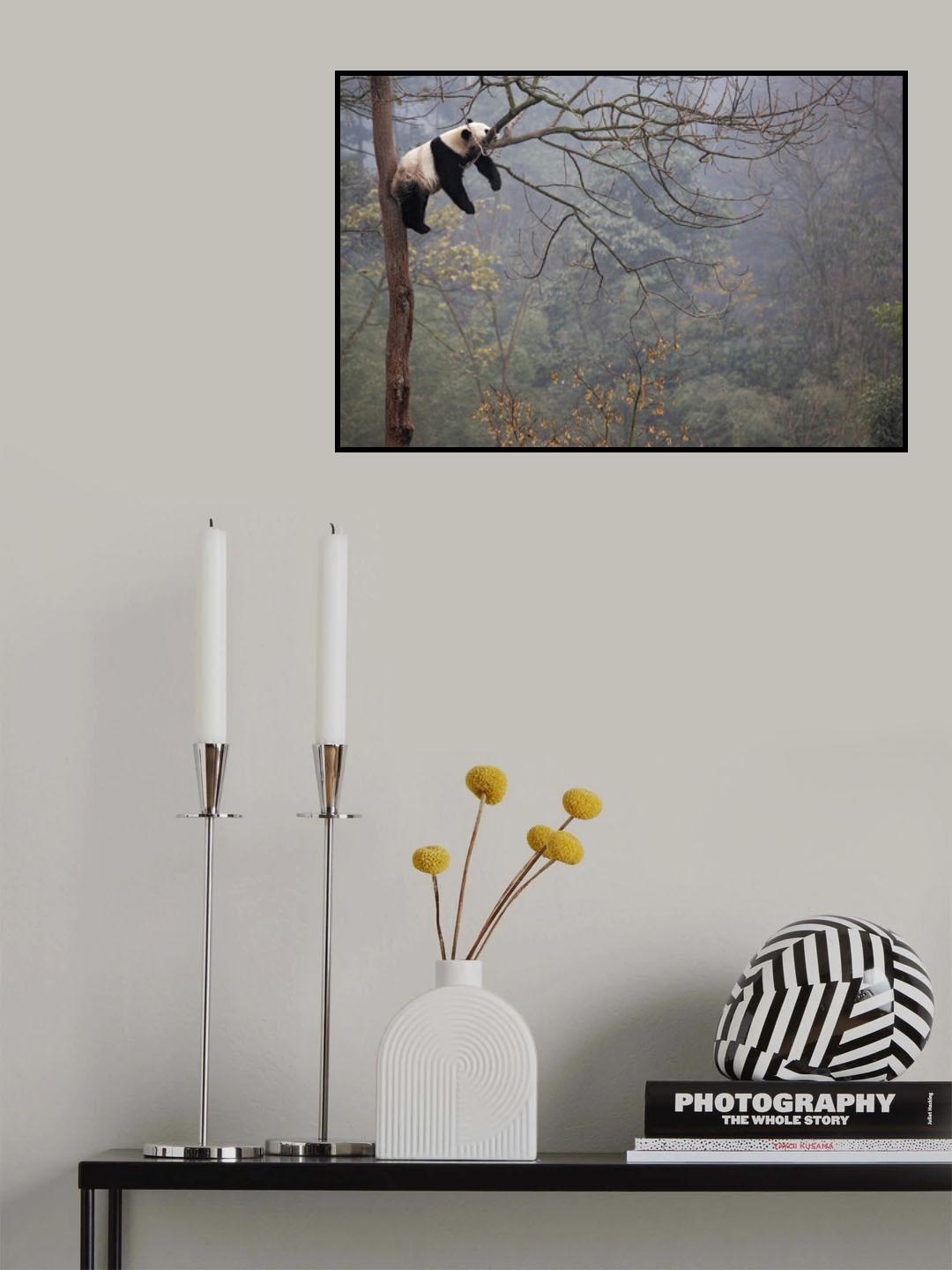Lazy Panda Poster och Canvastavla