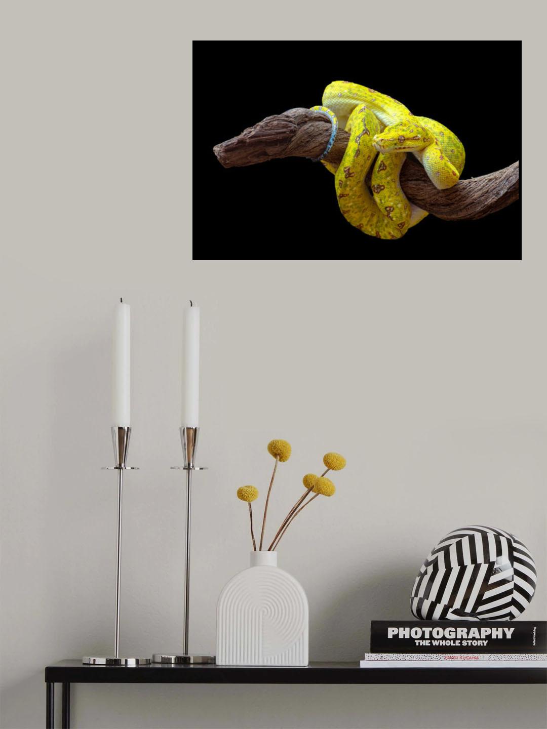 Green tree phyton Poster och Canvastavla
