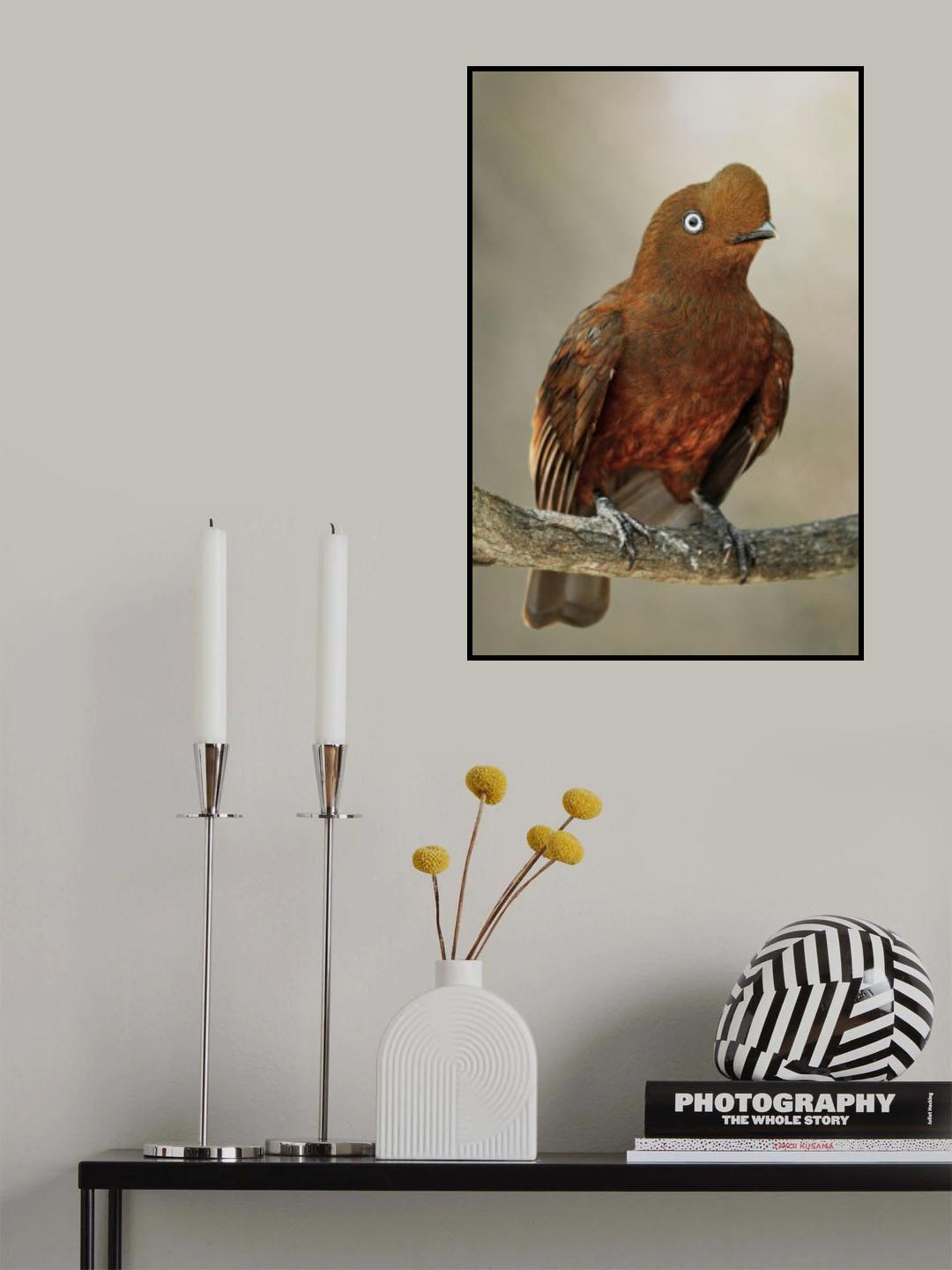 Cook of the rocks Poster och Canvastavla