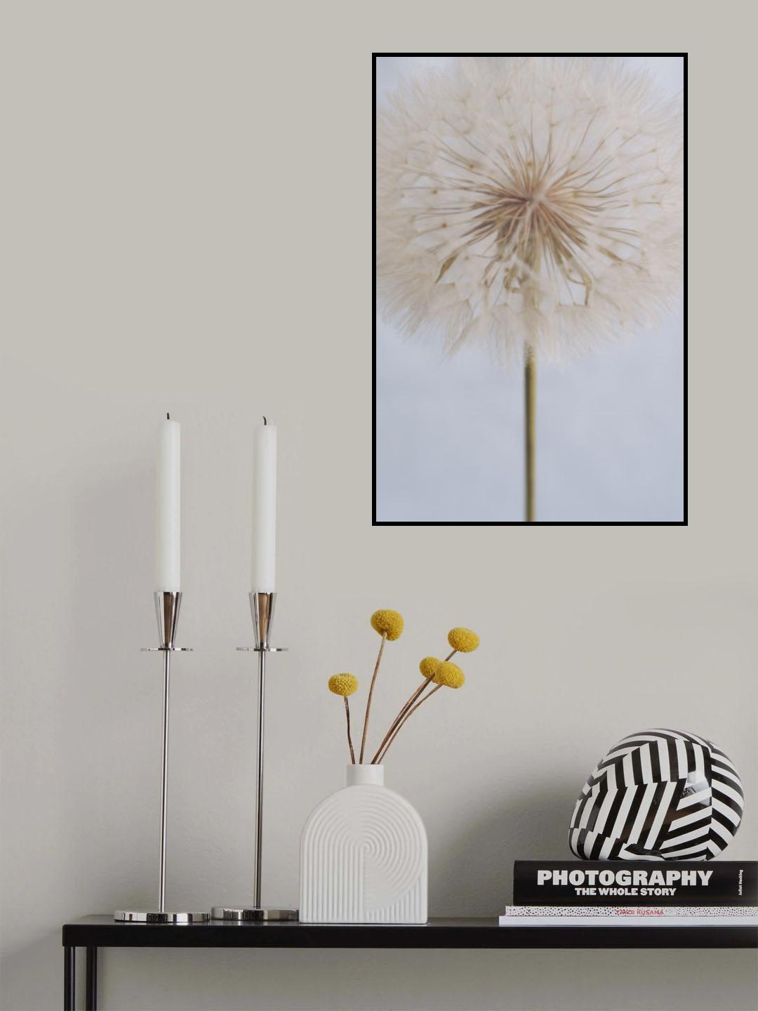 Delicate Dandelion Poster och Canvastavla