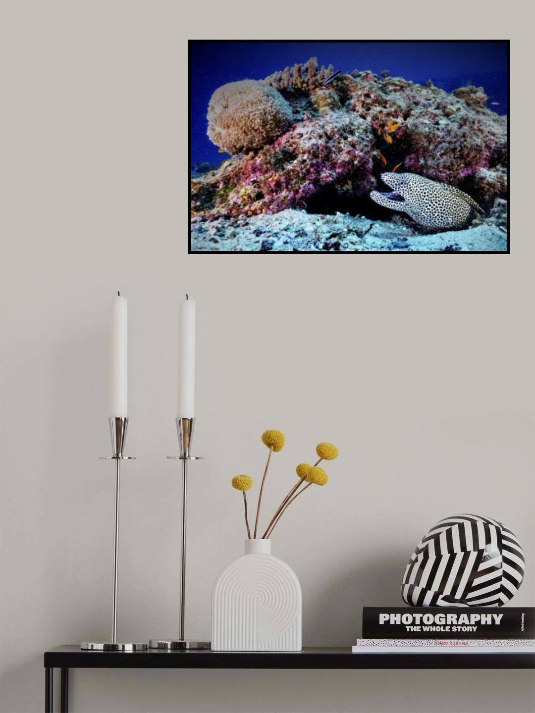 Porcelain moray eel Poster och Canvastavla