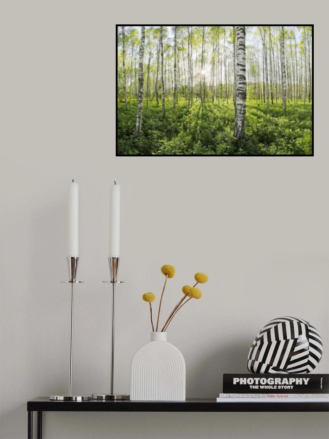 Spring in the Birch Forest Poster och Canvastavla