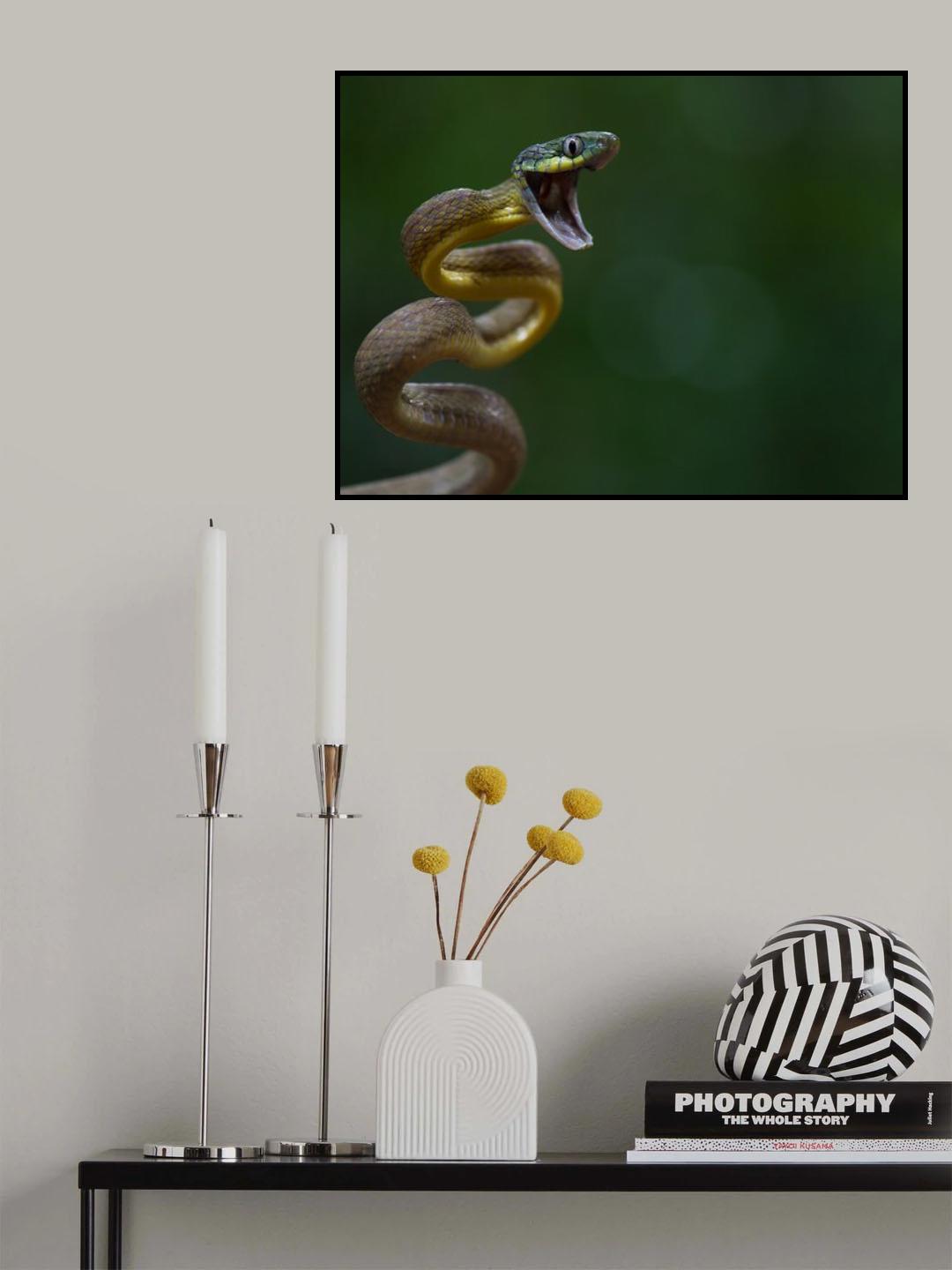 Boiga cyanea Poster och Canvastavla