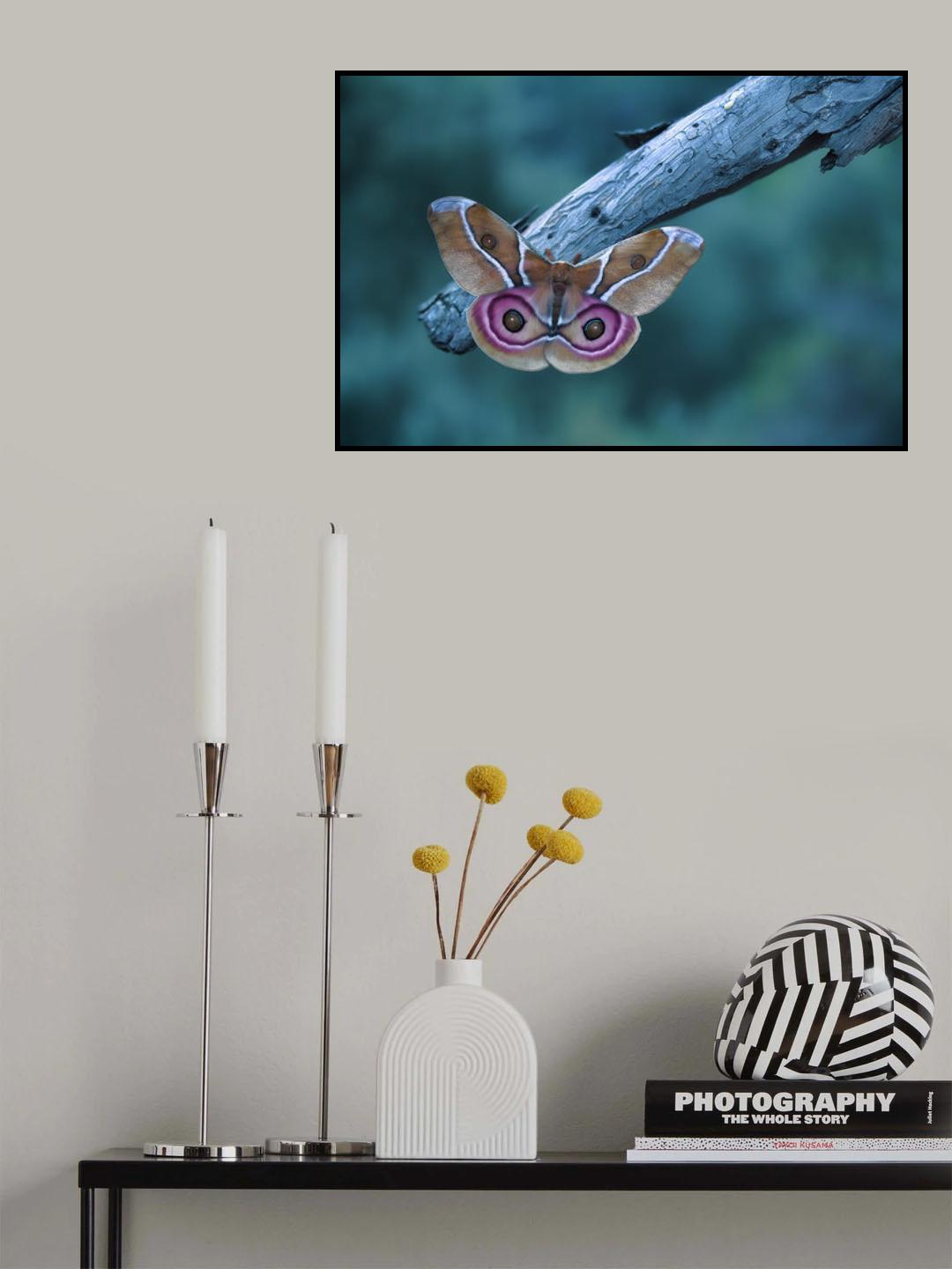 Madagascan Bullseye Moth Poster och Canvastavla