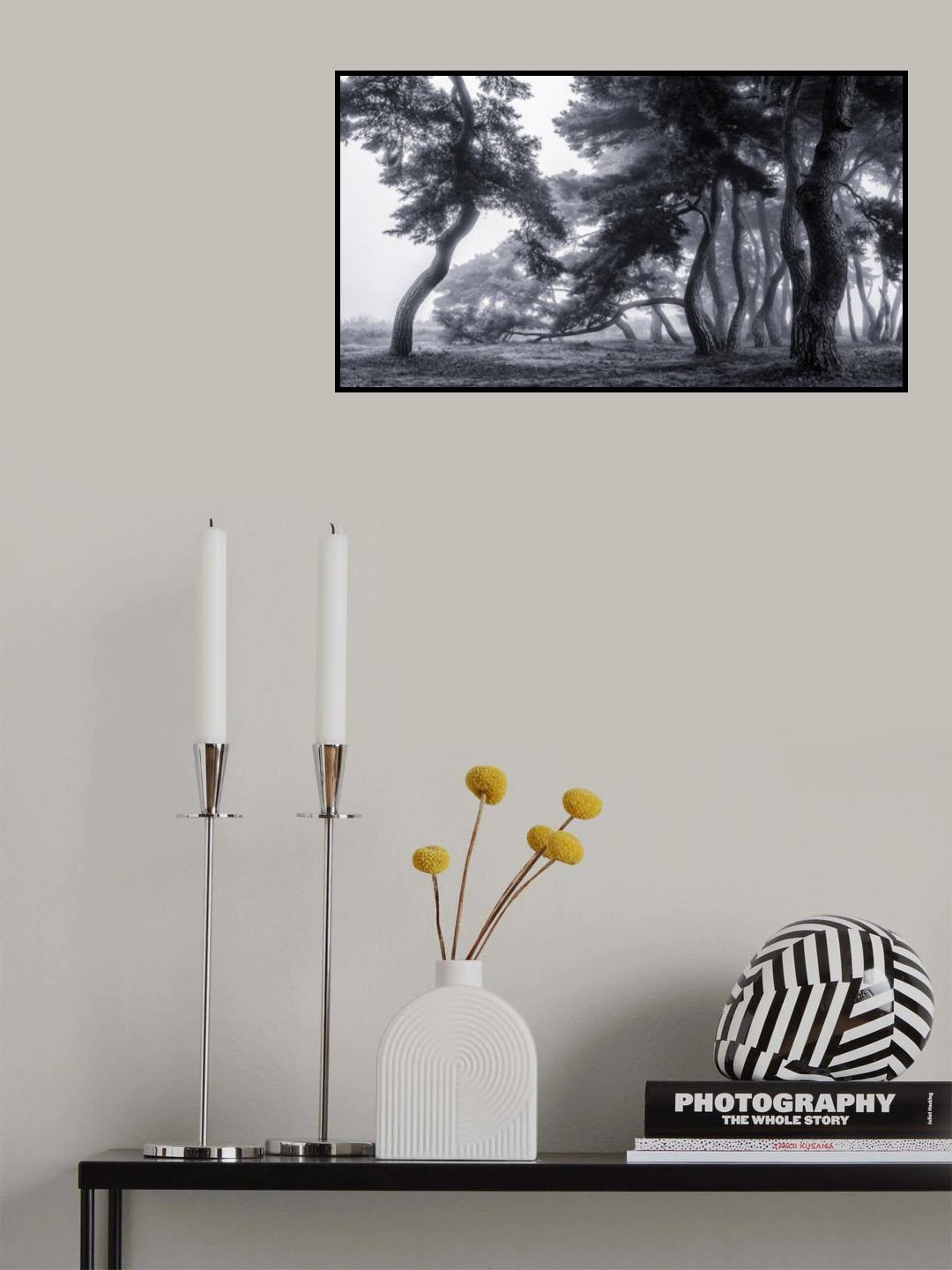 Pine trees dancing in the fog Poster och Canvastavla