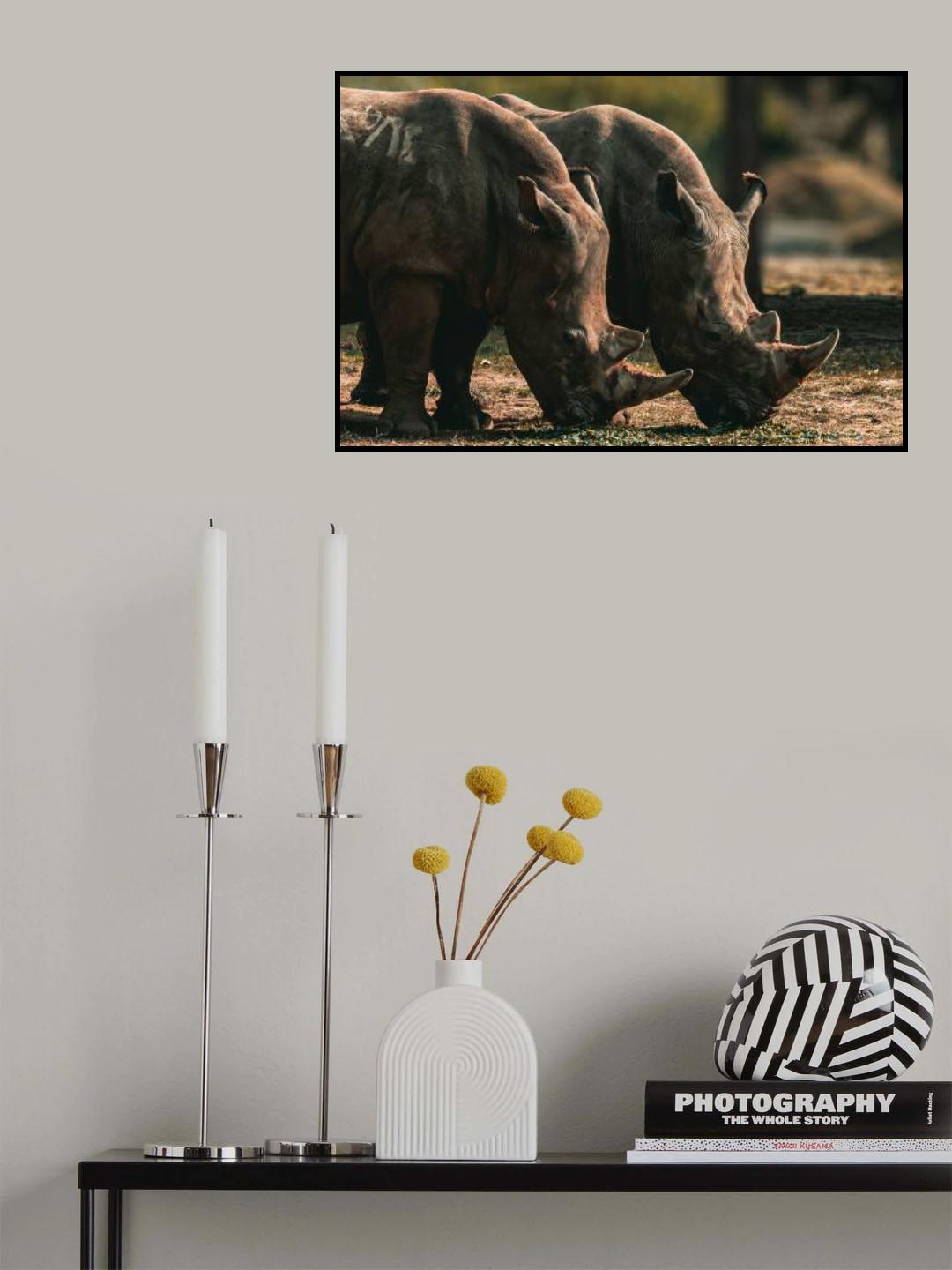 Pair of African Rhinoceroses Poster och Canvastavla