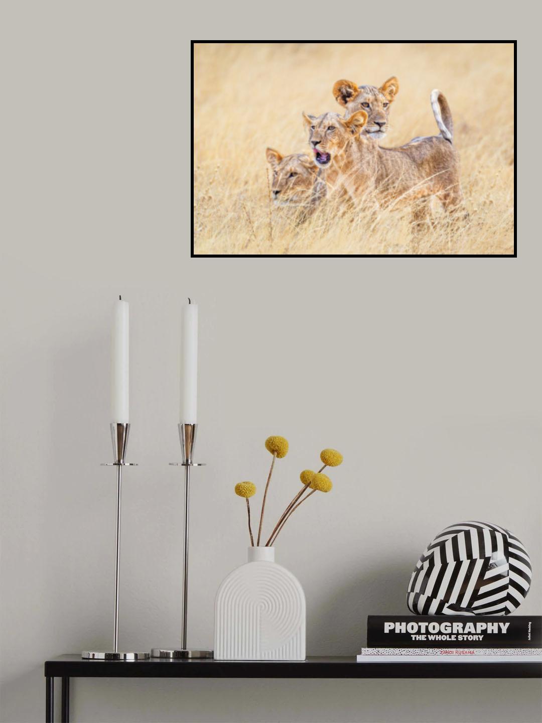 Kittens of the grasslands Poster och Canvastavla