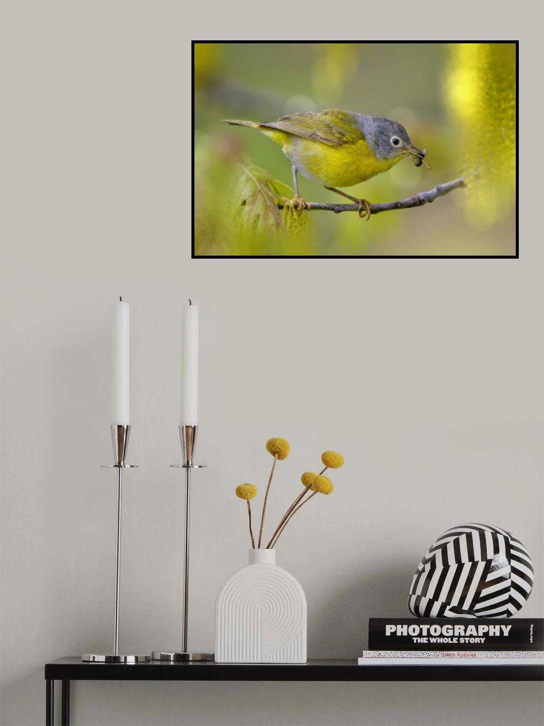 Nashville warbler Poster och Canvastavla