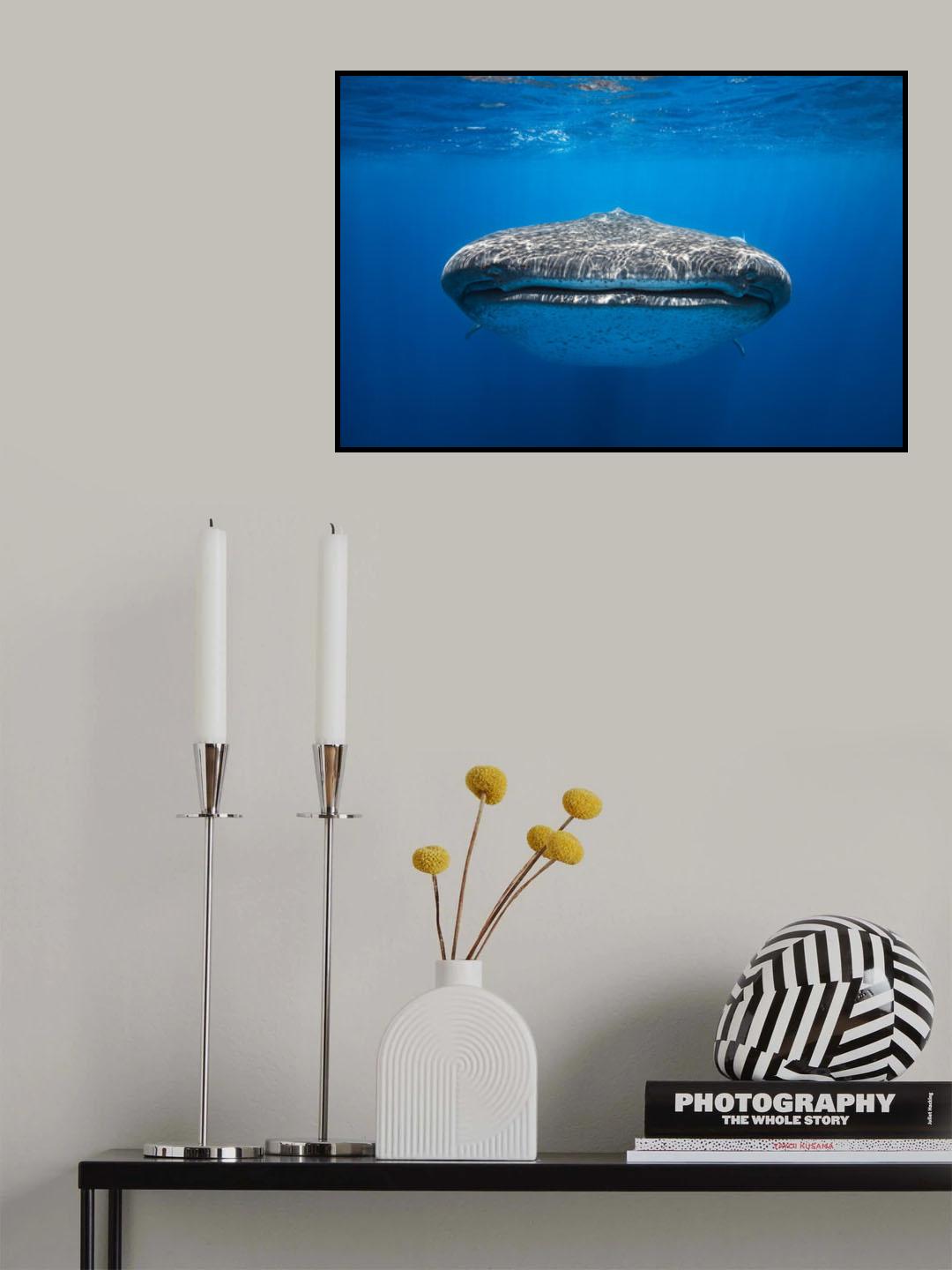 Face to Face with a whale shark Poster och Canvastavla