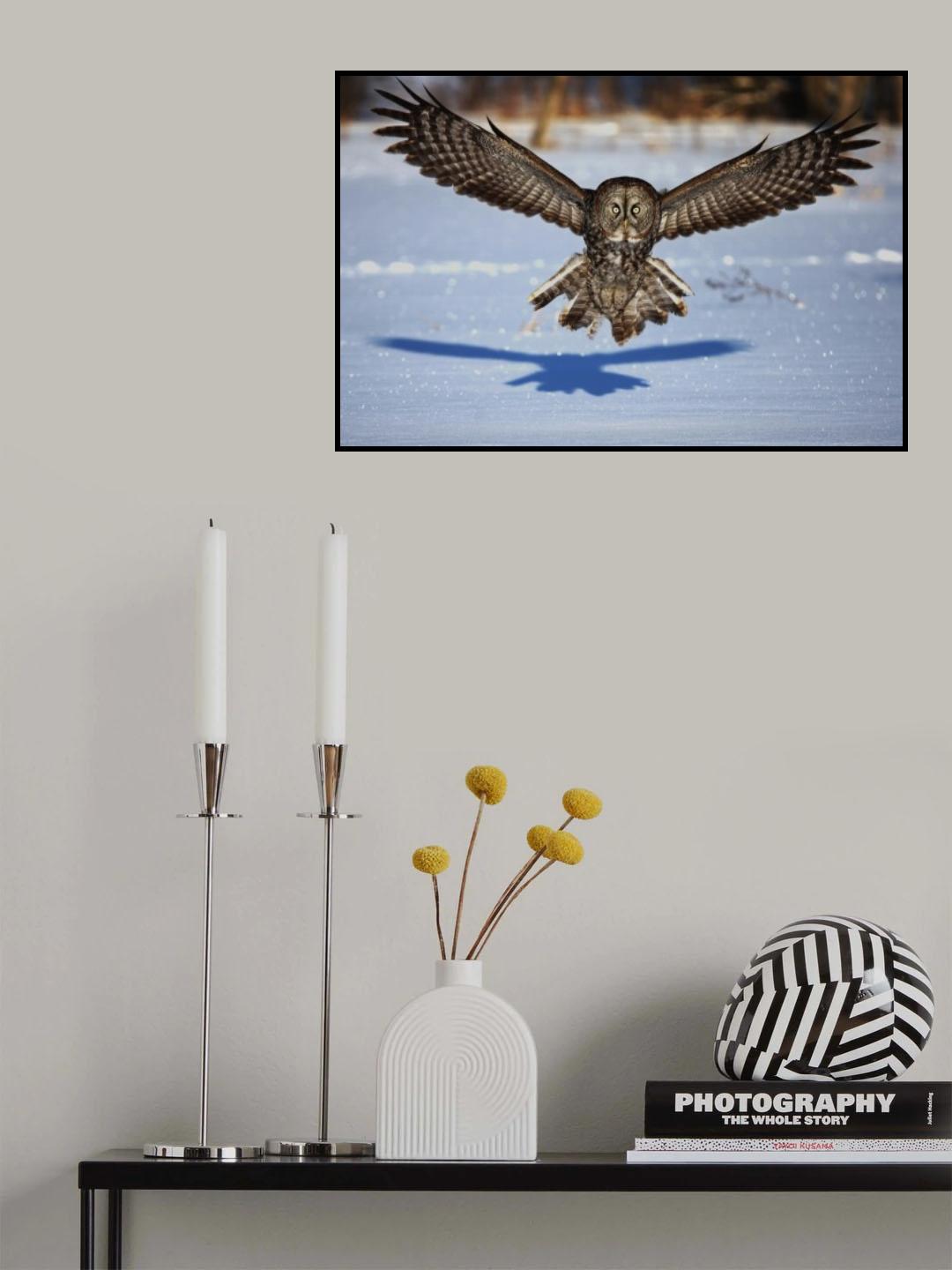 In your face - Great Grey Owl Poster och Canvastavla