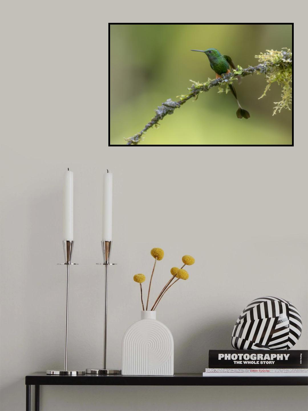 Booted Raquet_Tail Hummingbird Poster och Canvastavla