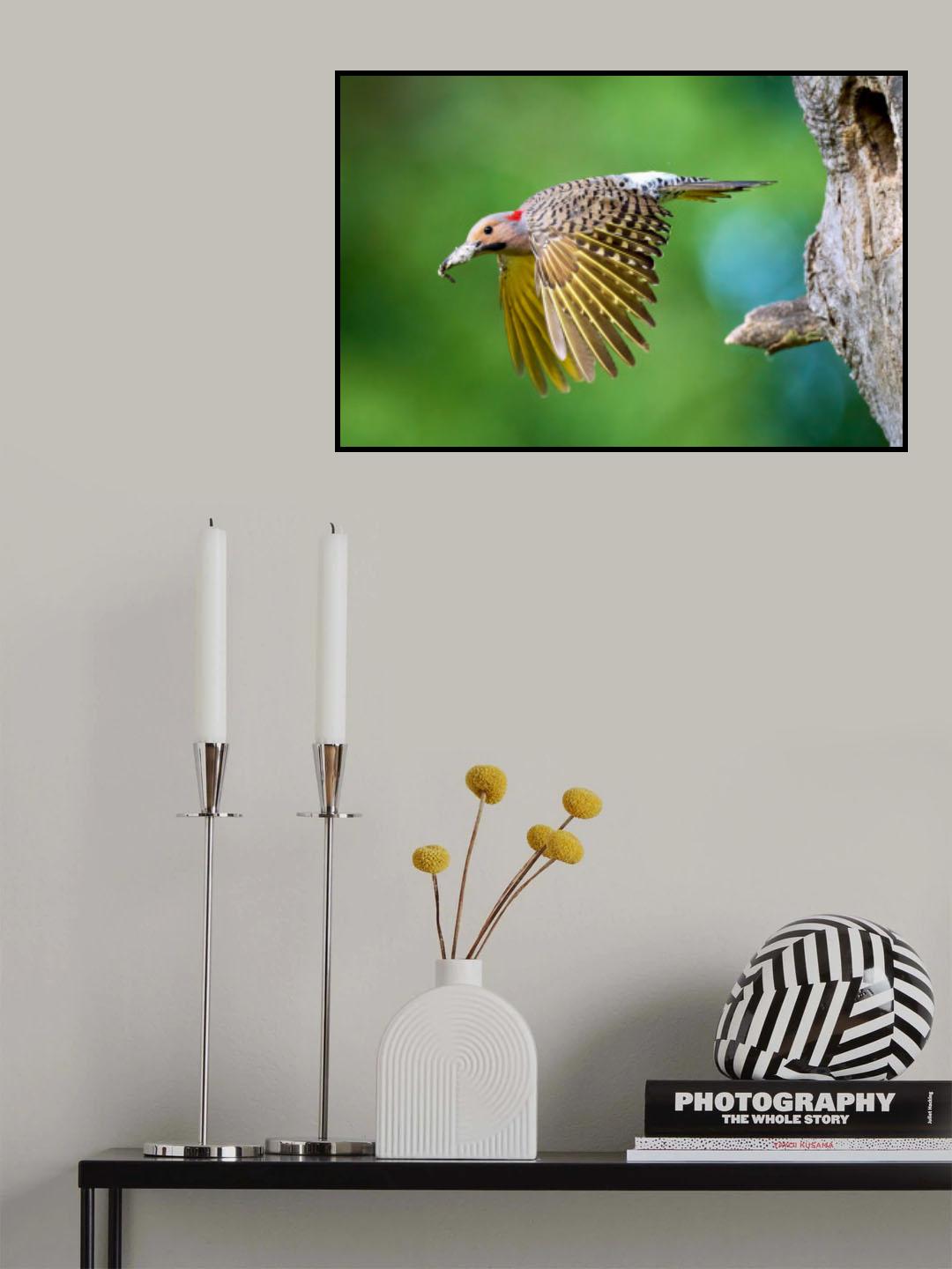 Northern Flicker in Flight Poster och Canvastavla
