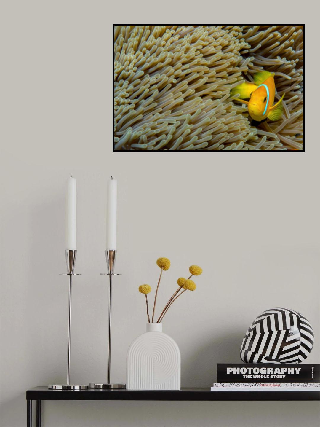 Clownfish Poster och Canvastavla