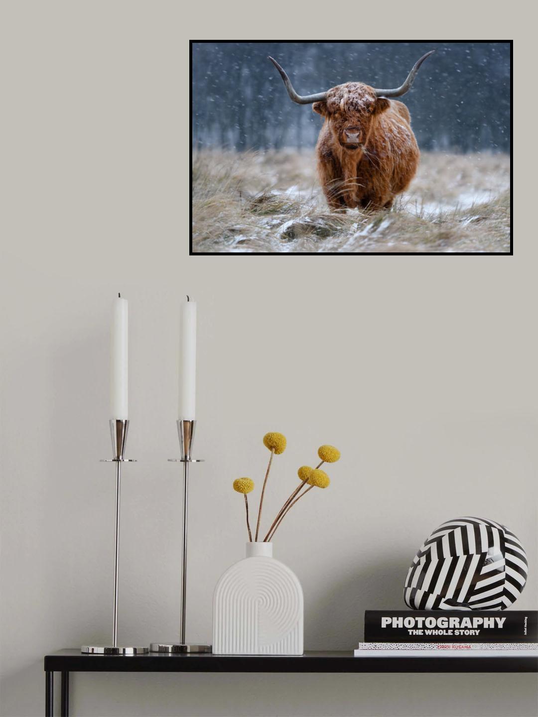 Snowy Highland cow Poster och Canvastavla