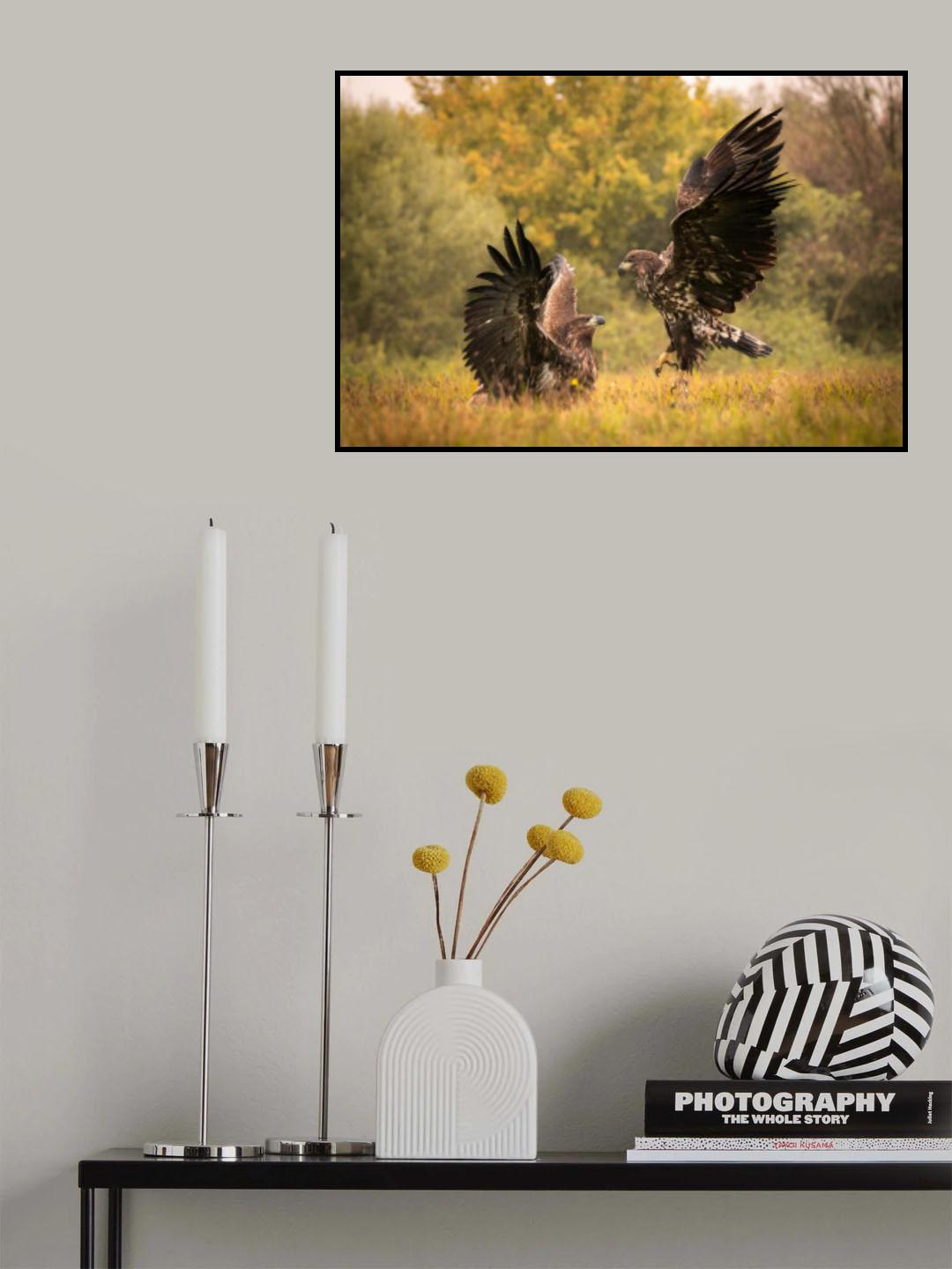 Eagle fight Poster och Canvastavla