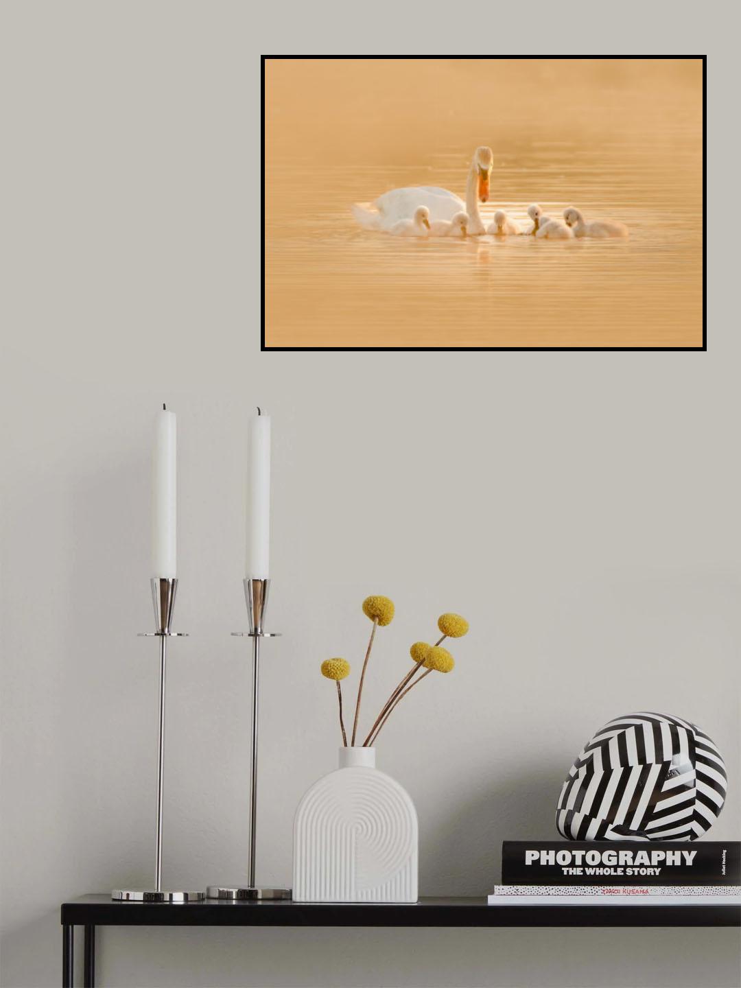 Swan Mother And Her Babies Poster och Canvastavla