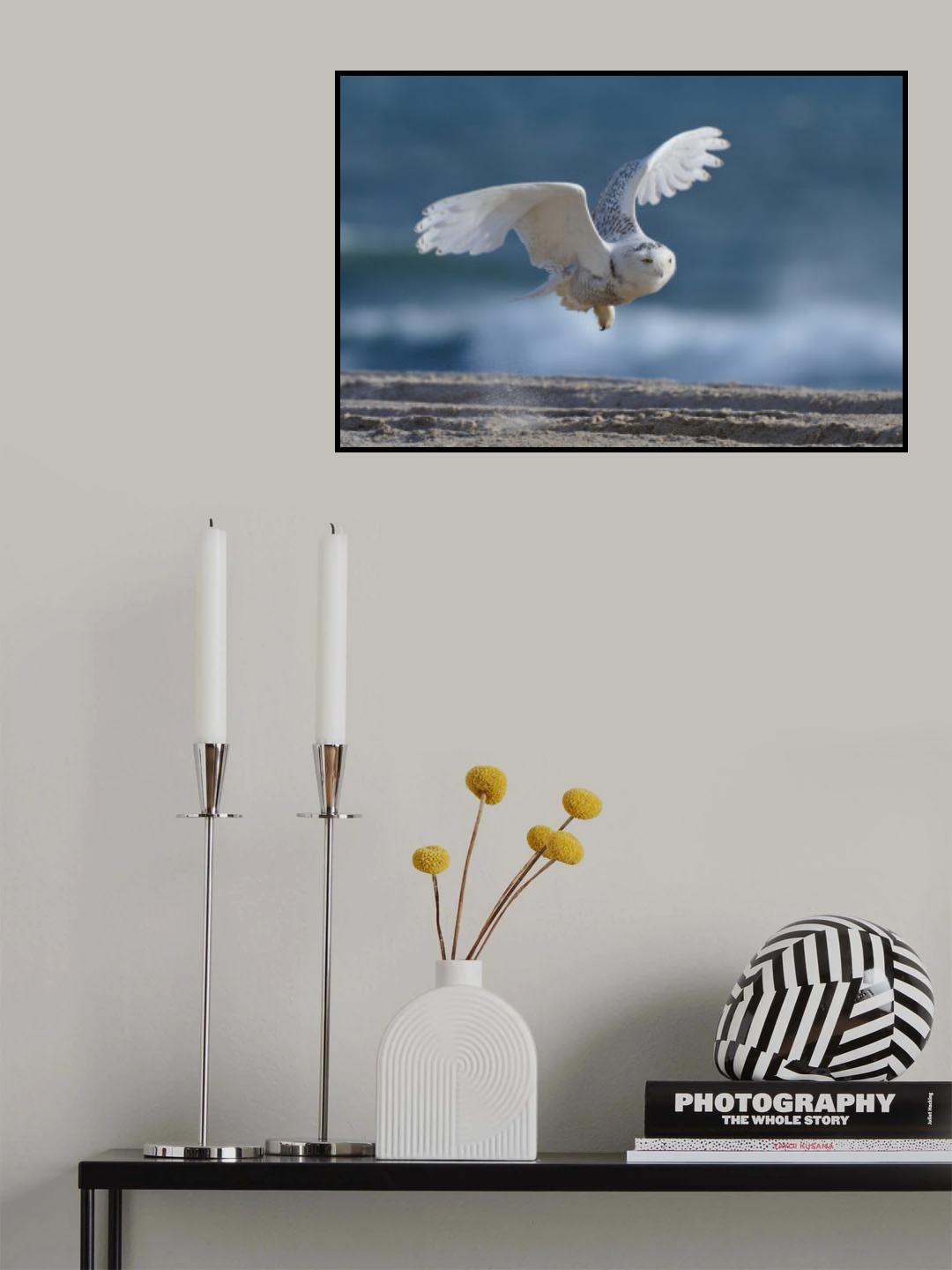 Flight of the Snowy Owl Poster och Canvastavla