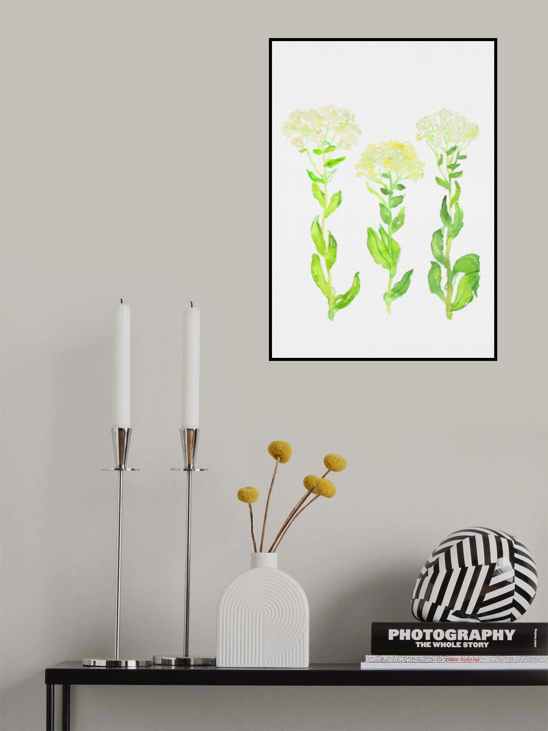 Hoary cress or Lepidium draba botanical painting Poster och Canvastavla