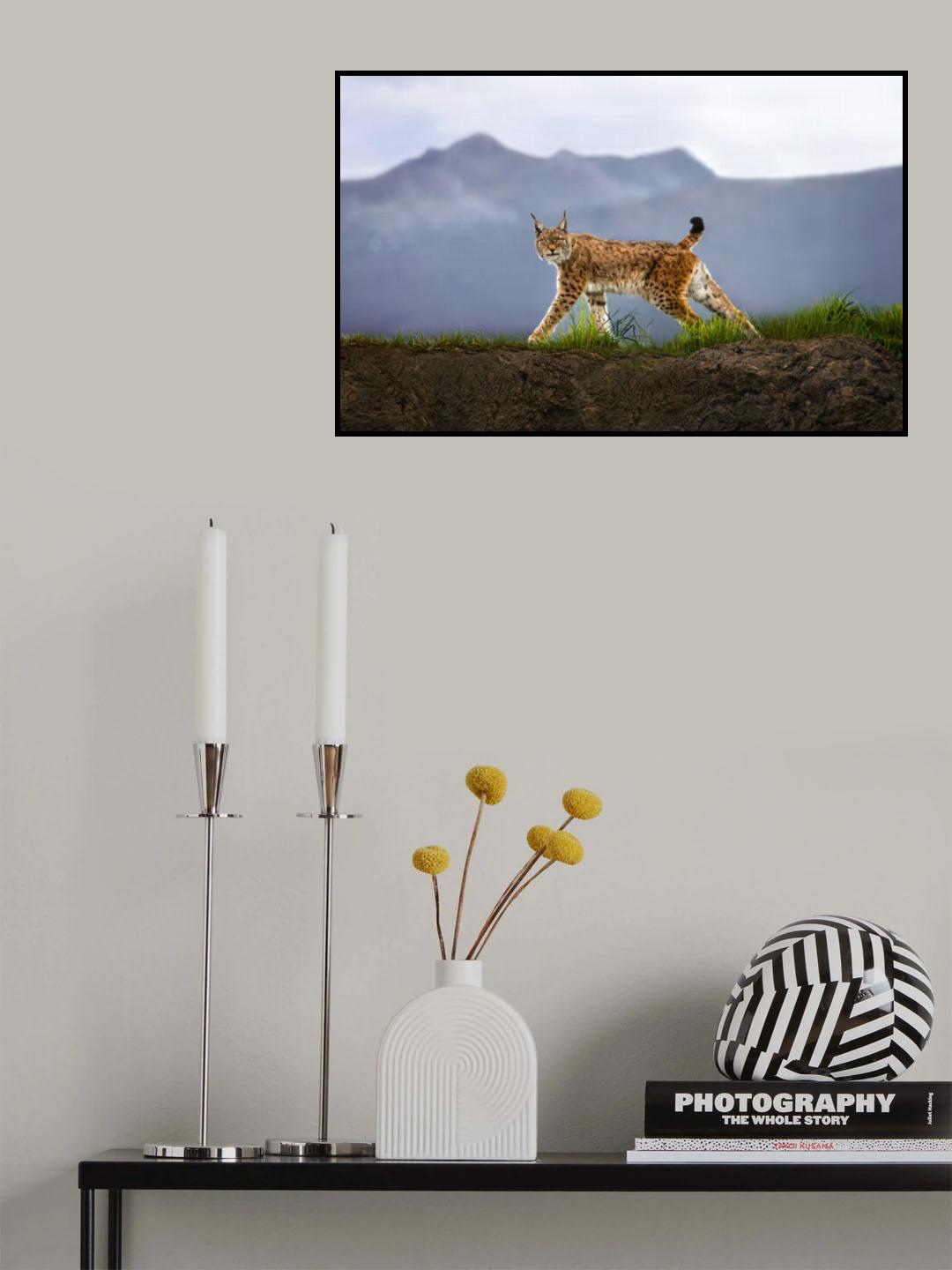 Walking Lynx Poster och Canvastavla