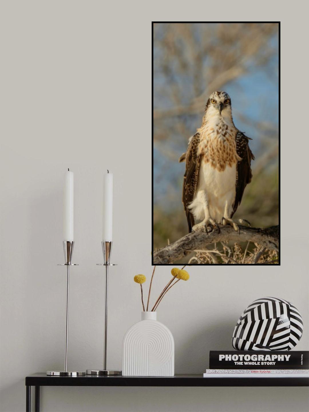 Proud Osprey Poster och Canvastavla