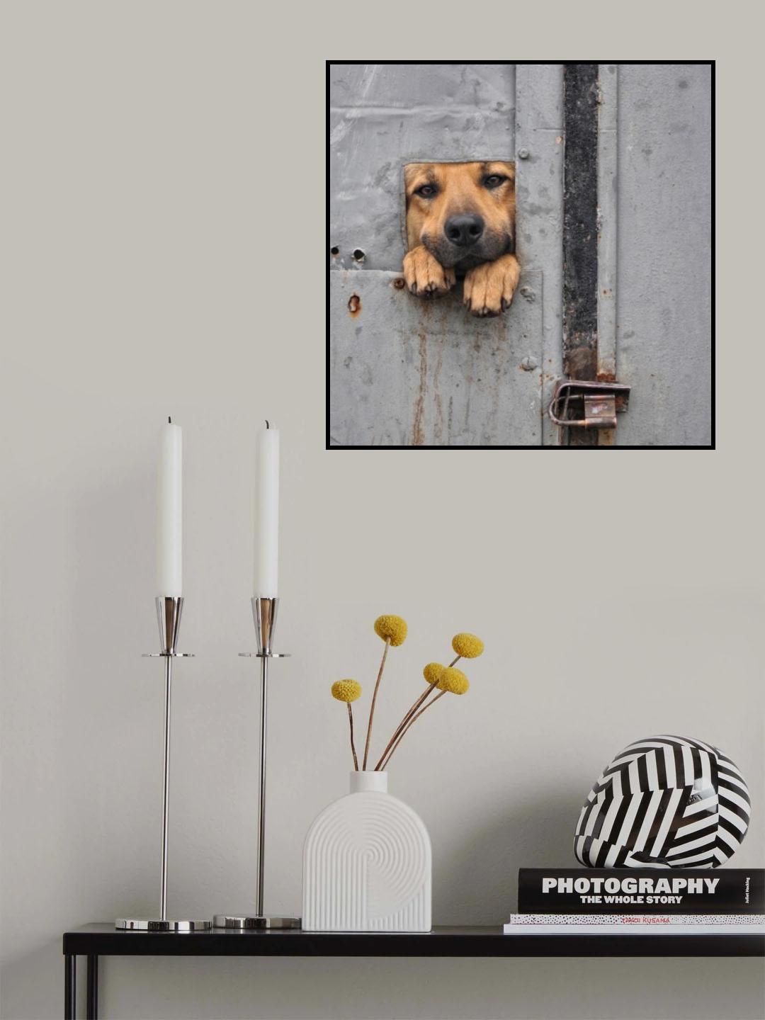 Benji\'s window II Poster och Canvastavla