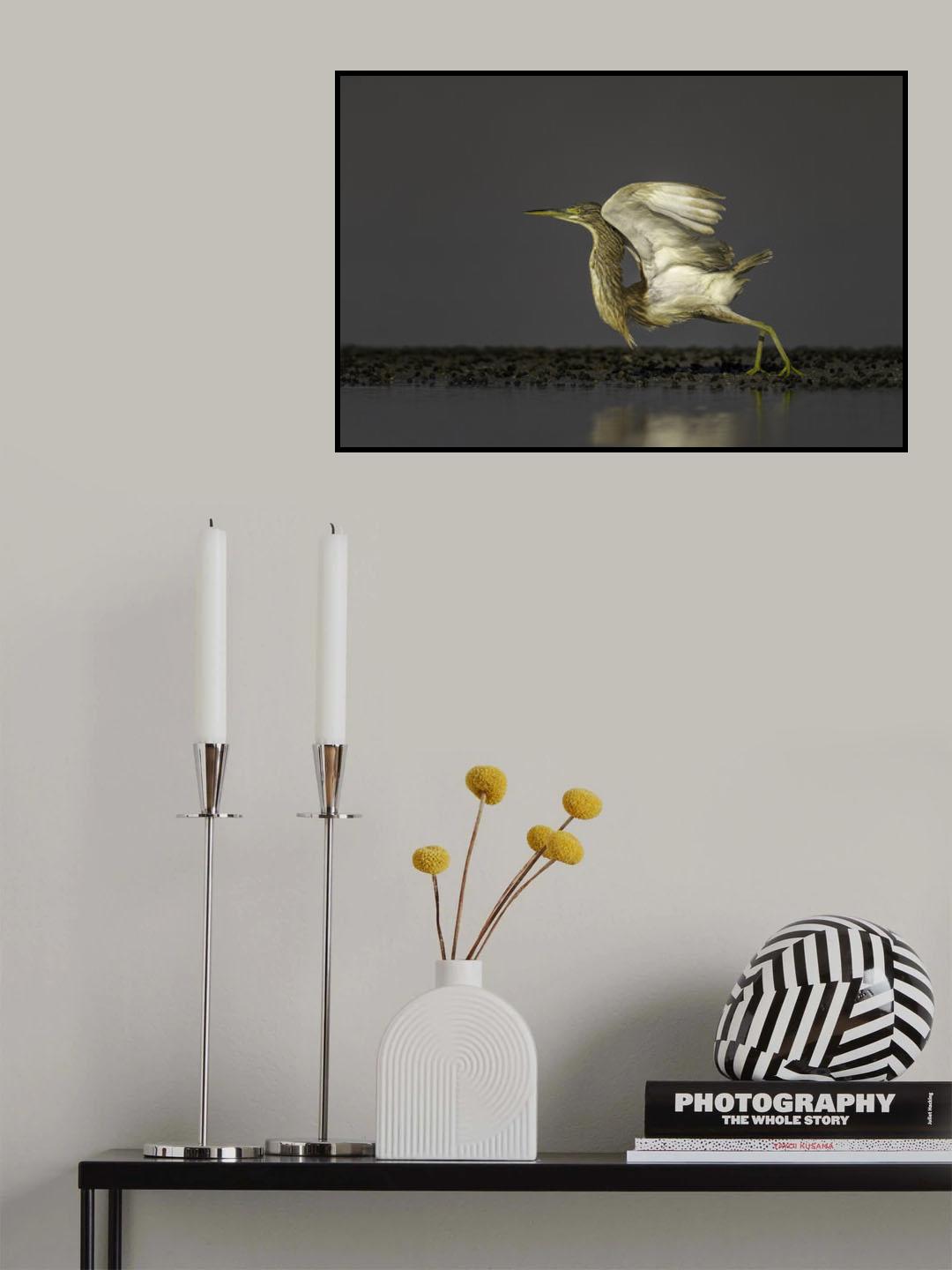 Freedom Heron Poster och Canvastavla