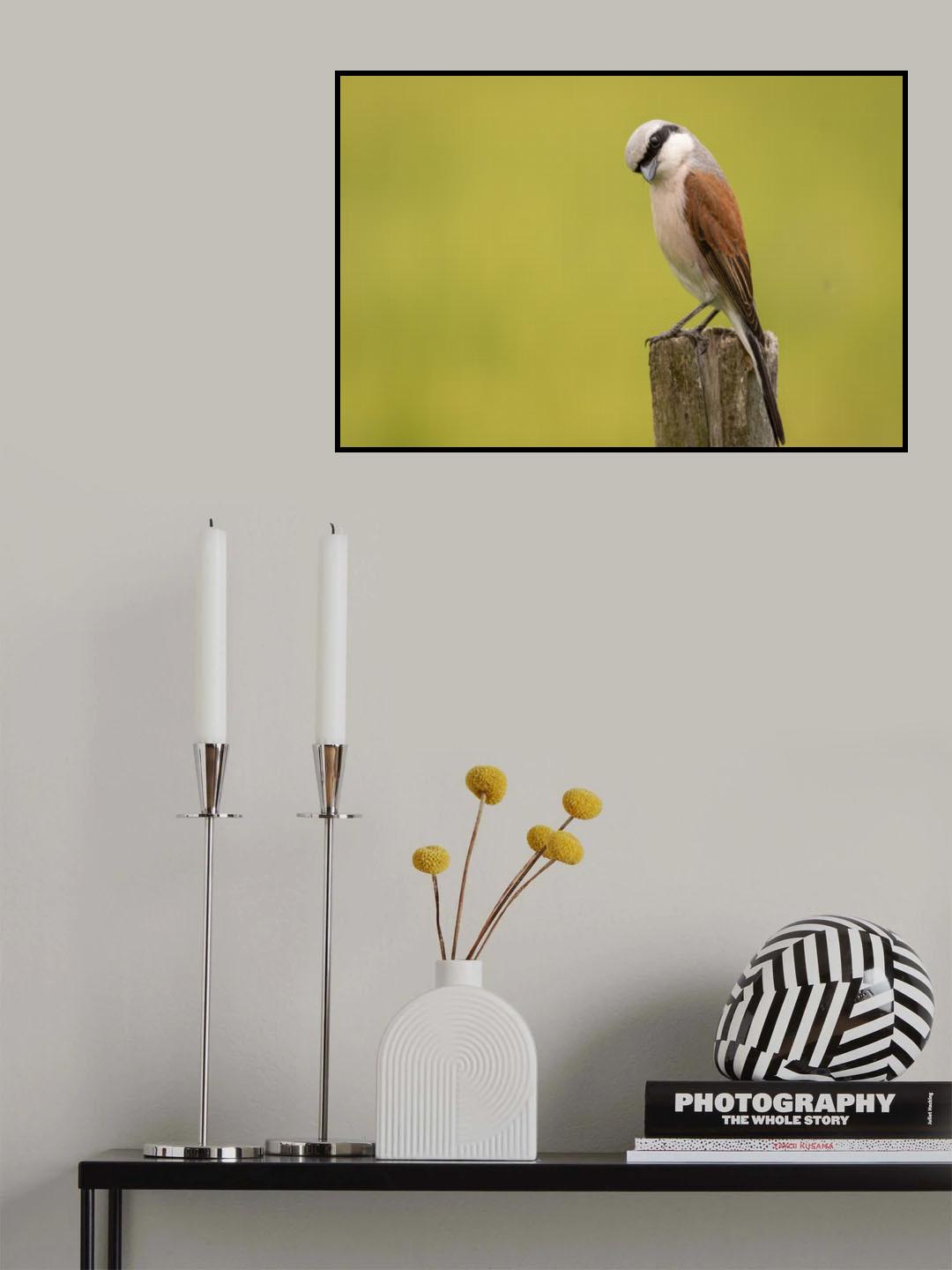 Red-backed Shrike Poster och Canvastavla