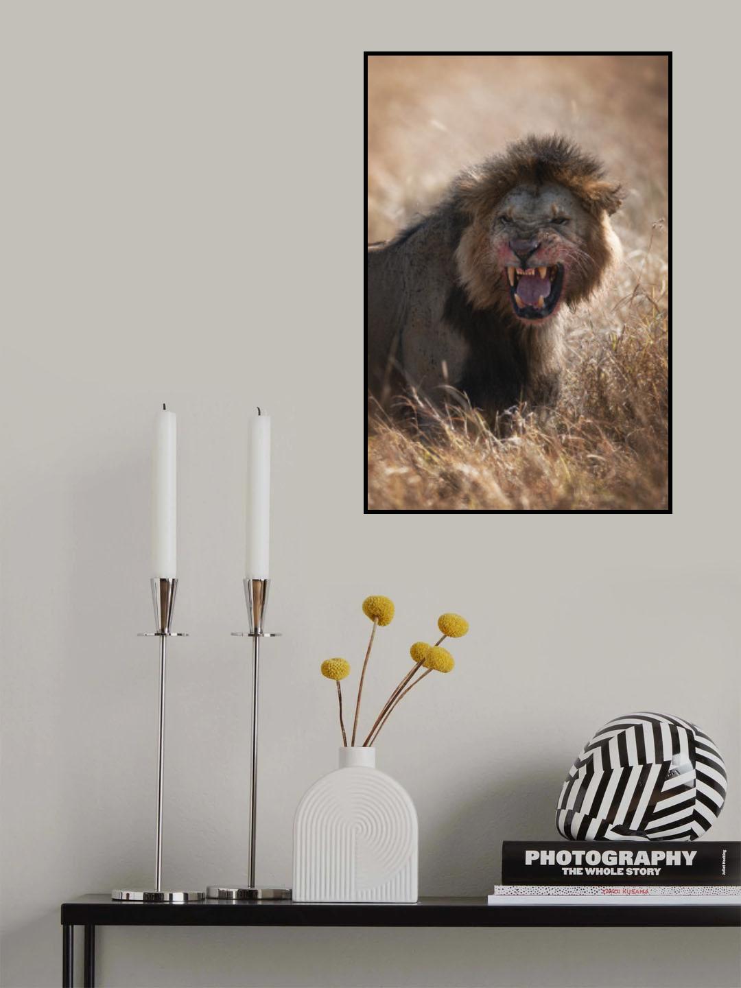 Angry Lion Poster och Canvastavla