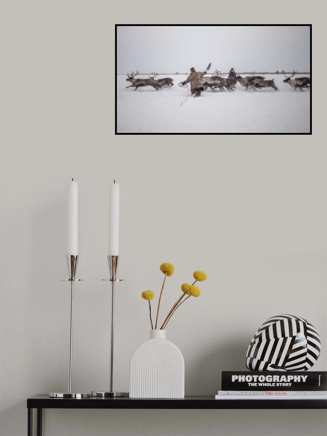 Jigori hunts reindeer I Poster och Canvastavla