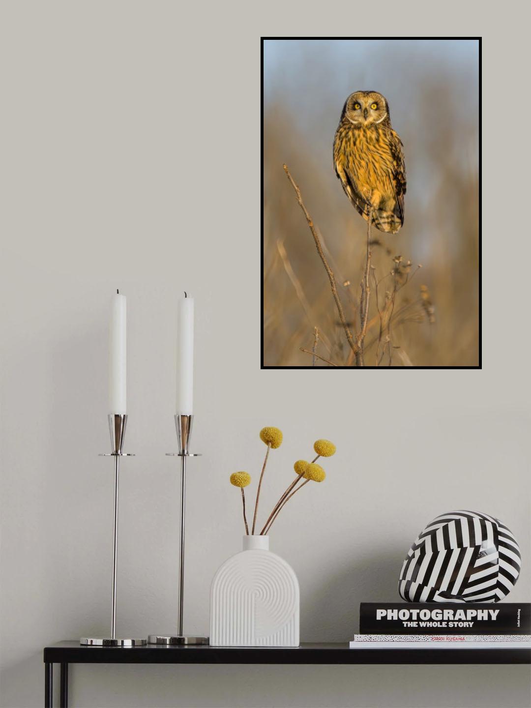 Short eared owl enjoys sunset Poster och Canvastavla