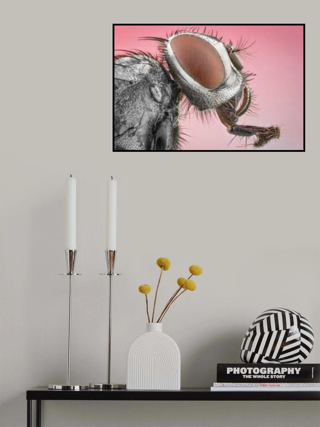 "House fly" Poster och Canvastavla