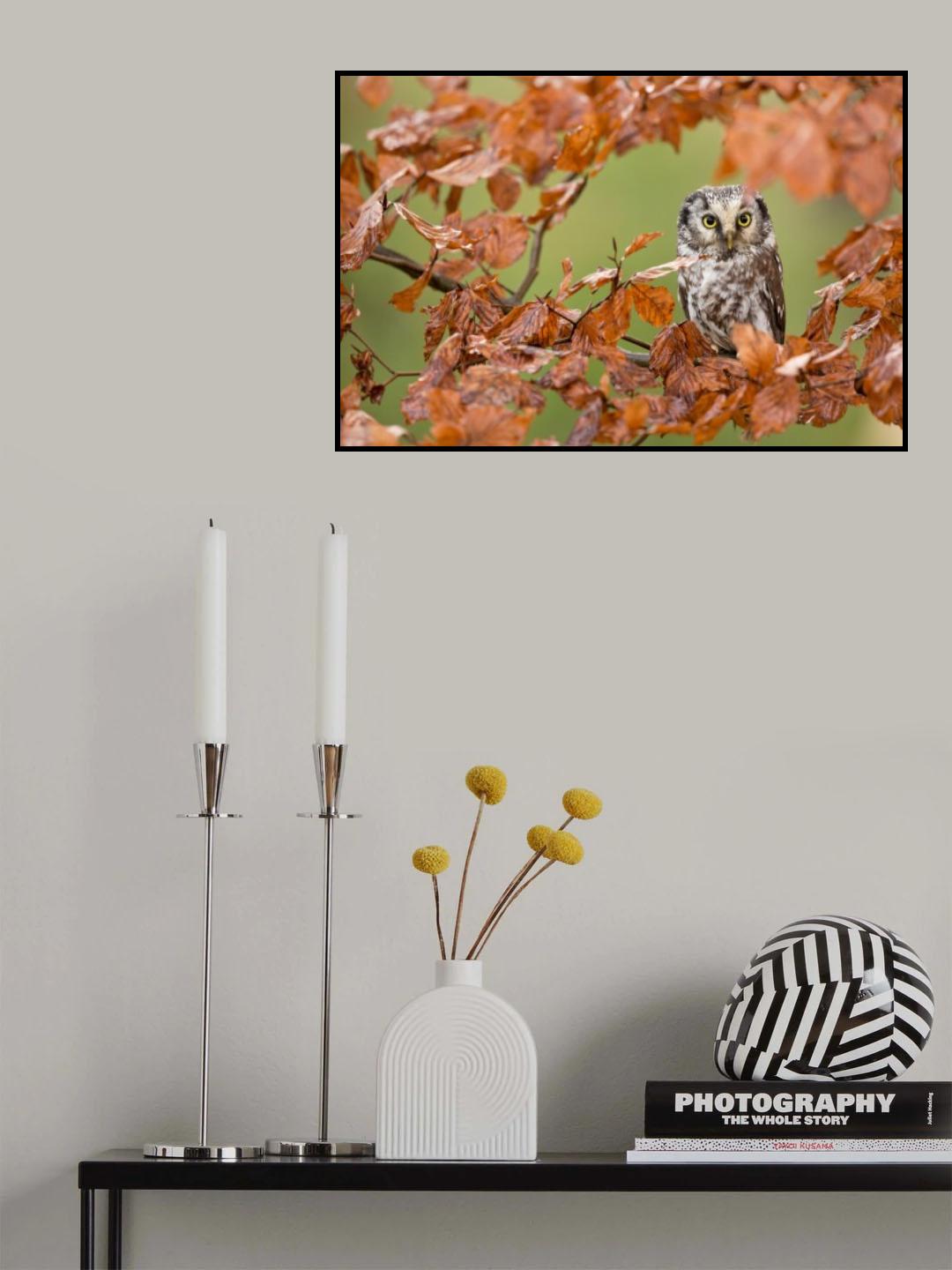 Boreal owl Poster och Canvastavla