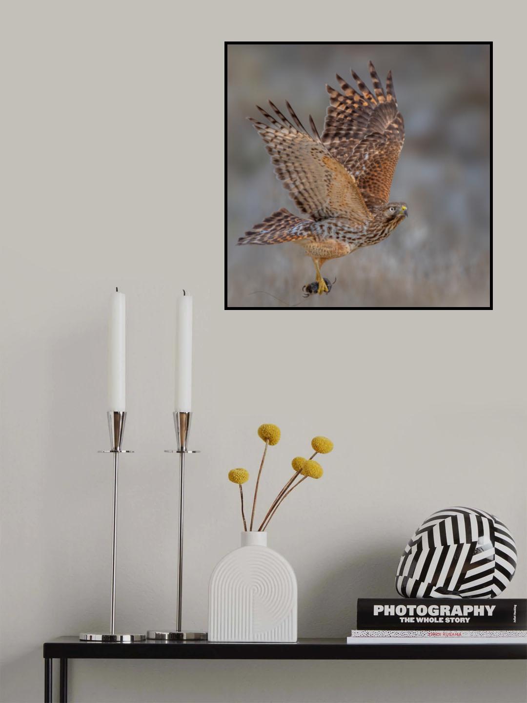 Red shouldered hawk hunting Poster och Canvastavla