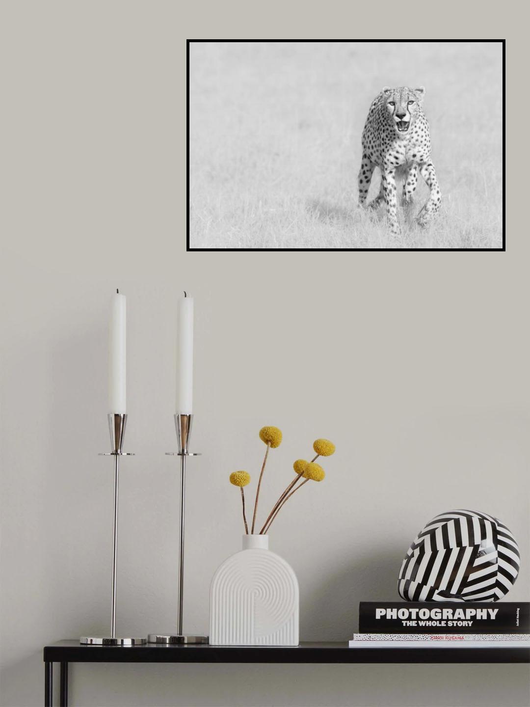 Cheetah Poster och Canvastavla