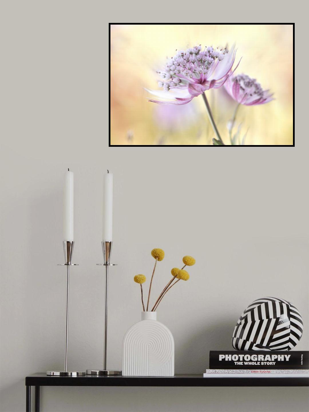 Pink Astrantia Poster och Canvastavla
