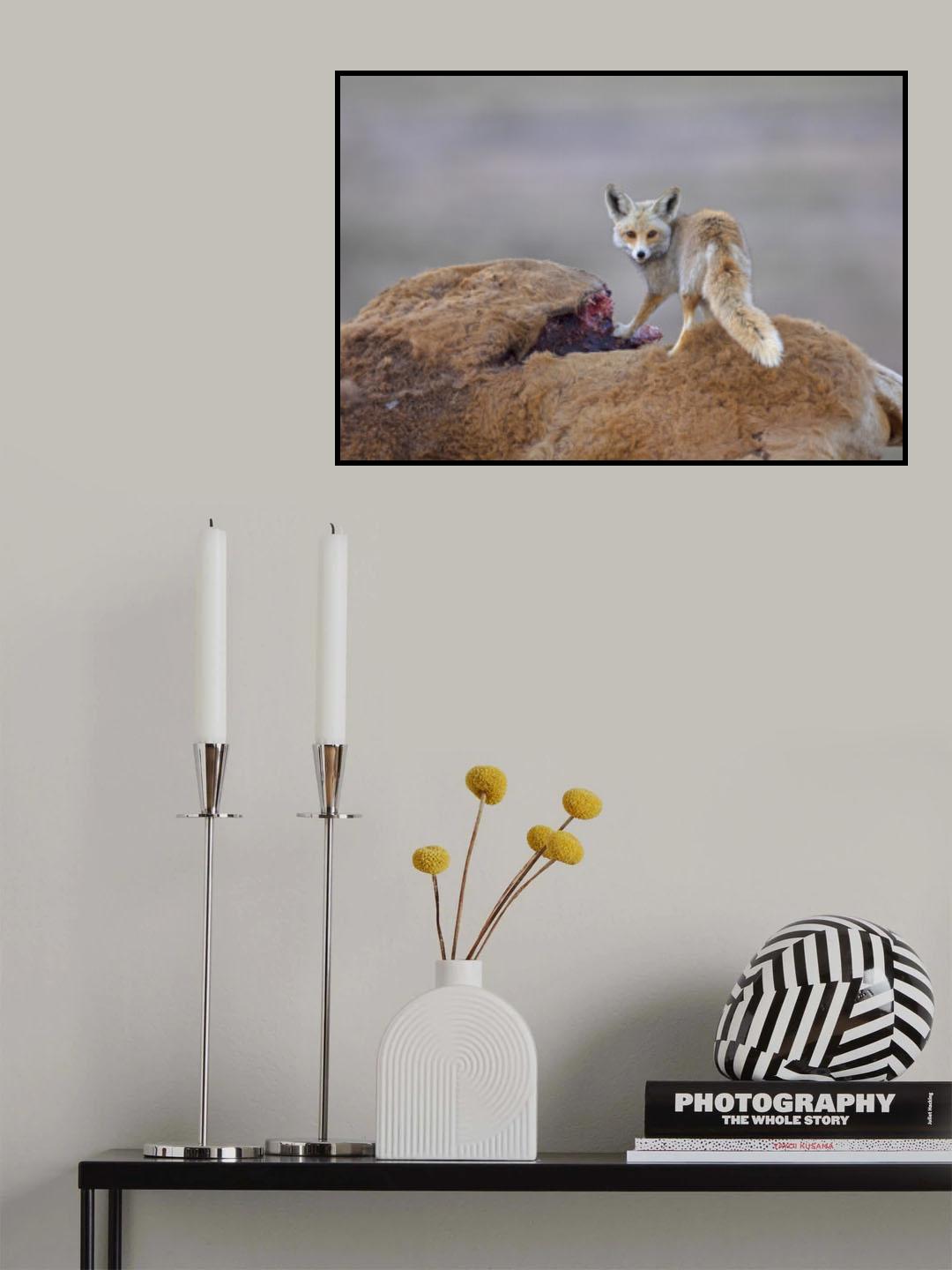 Desert Fox with a carcass Poster och Canvastavla