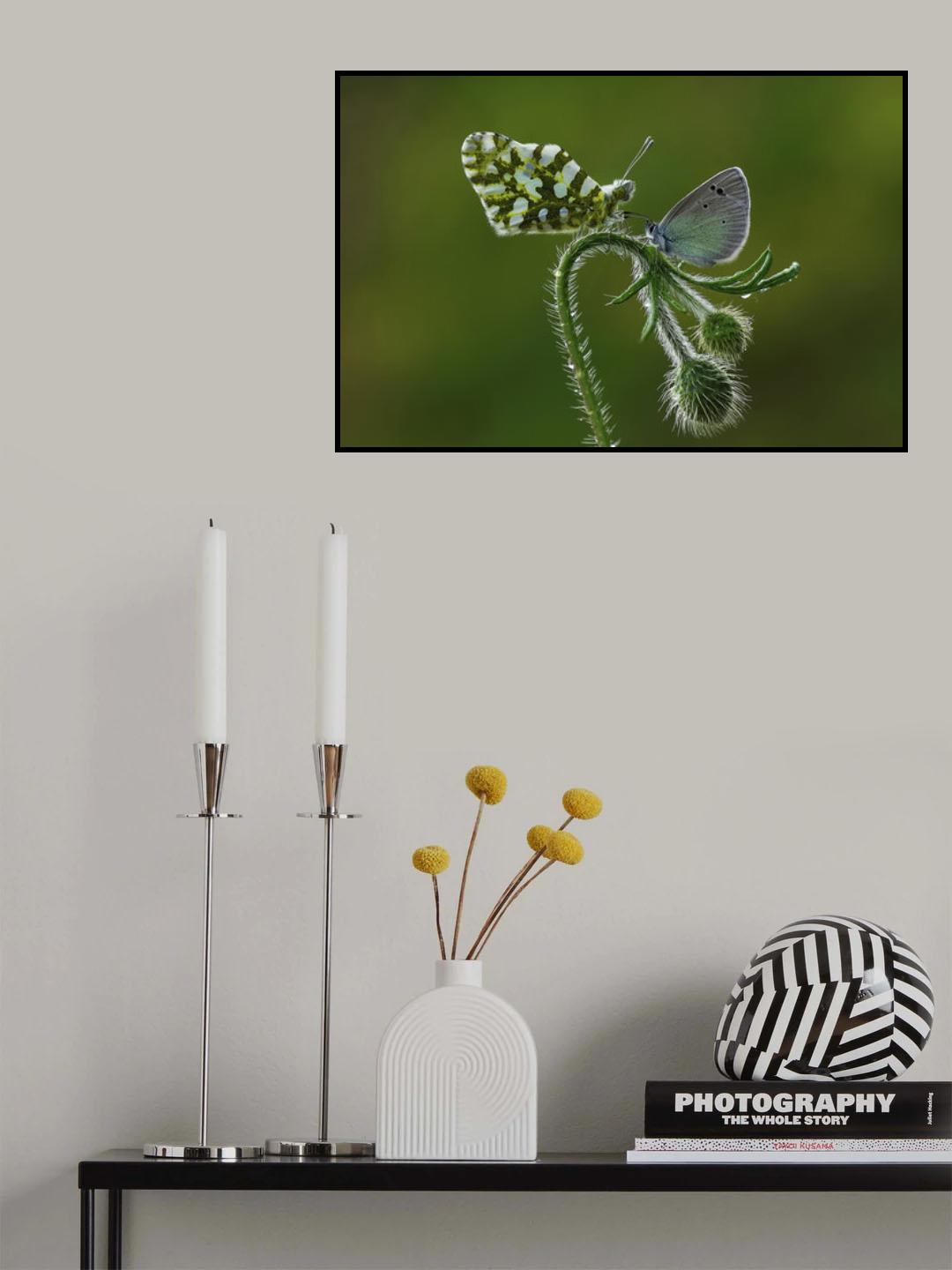 Face to Face Poster och Canvastavla