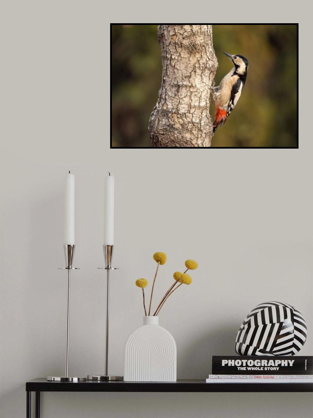 Syrian woodpecker Poster och Canvastavla