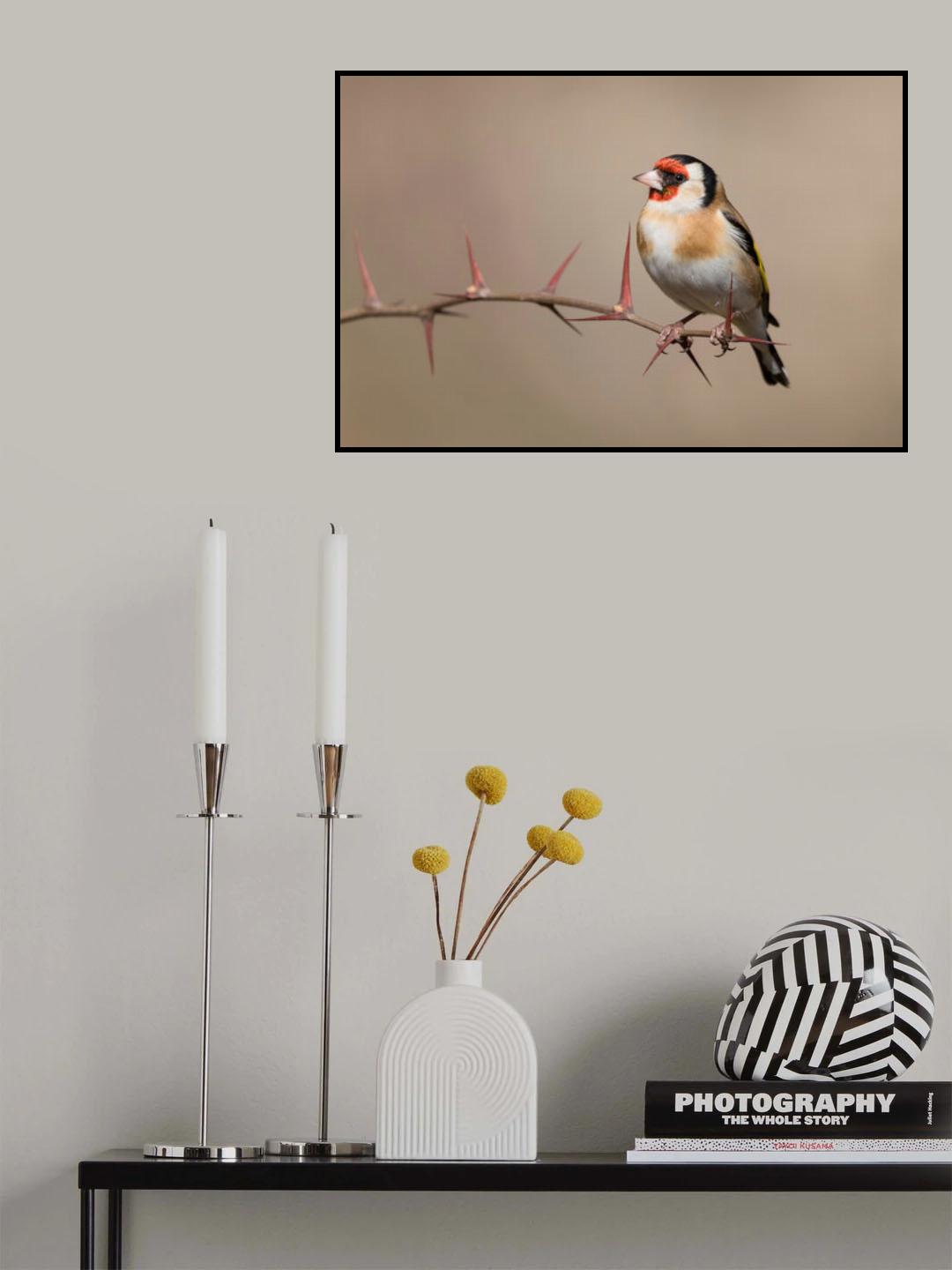 Goldfinch Poster och Canvastavla