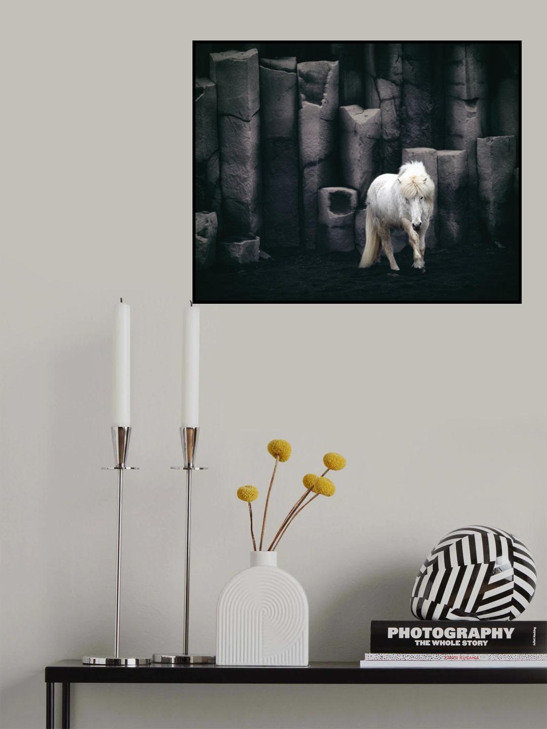 Icelandic horse Poster och Canvastavla